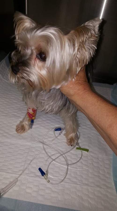 Fisher funeral home danville ohio Yorkie adoption northern california